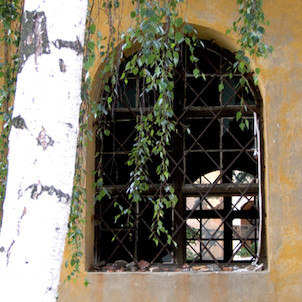 Mariánské Radčice - Fensterm Birke