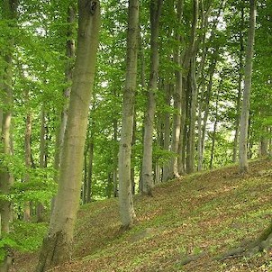 les na Bukovém vrchu