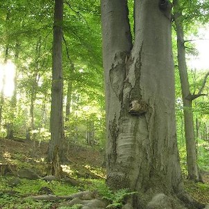 přírodní rezervace Březina, staré buky