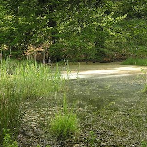 rašeliniště, přírodní rezevace Březina