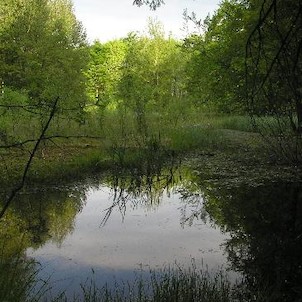 rašeliniště, přírodni rezervace Březina