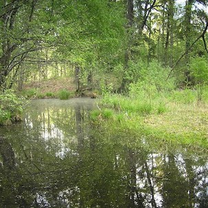 rašeliniště, přírodní rezervace Březina