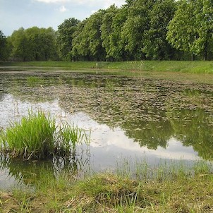 Vojenský rybník, západně od Bukového vrchu