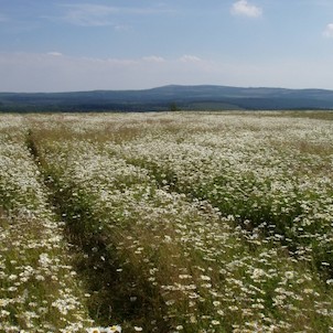 Kopretiny 1
