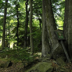 Salesiova výšina, Letohrádek