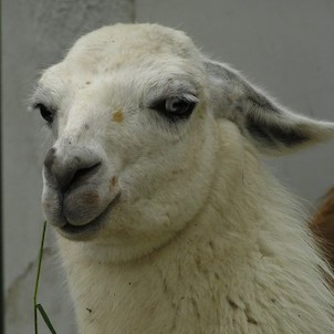 lama