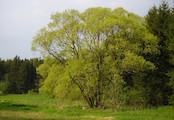 Krajina kolem Úsobí