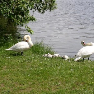 Labutě 2006