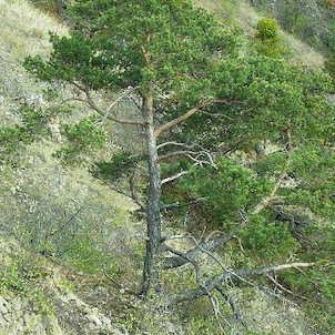 Borovice se jmelím (Pinus silvestris hamata WILK)