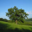 Oškoruša - památný strom