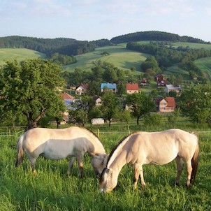 Letní ráno