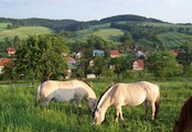 Letní ráno