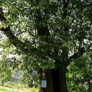 Kobzova lípa - památný strom