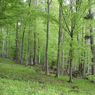 Bukovo-jedlové porosty v Badínském pralese