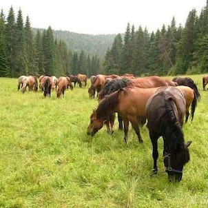 Kone muranska planina-velka luka