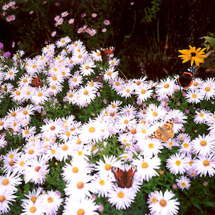 Motýli a květiny v arboretu