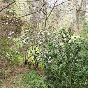 Arboretum - jaro