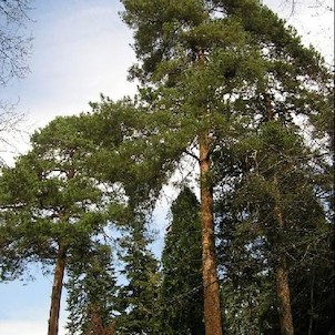 Arboretum - jaro