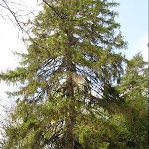 Arboretum - jaro