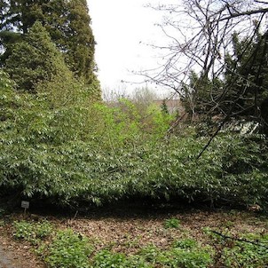Arboretum - jaro