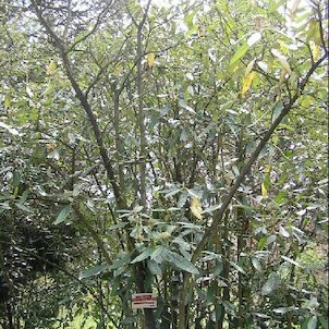 Arboretum - jaro