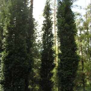Arboretum - jaro