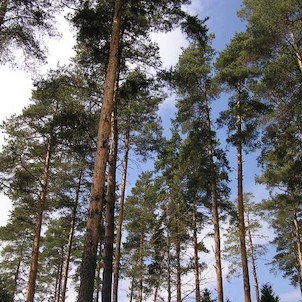 Arboretum - jaro