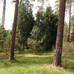 Arboretum - jaro