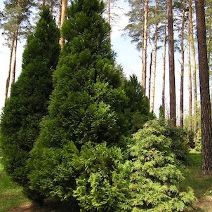 Arboretum - jaro