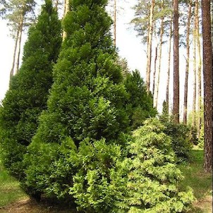 Arboretum - jaro