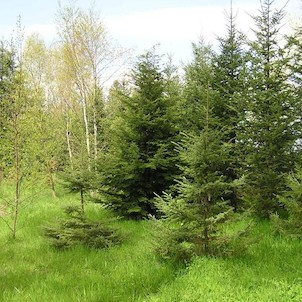 Arboretum - jaro