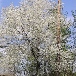 Arboretum - jaro