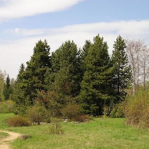 Arboretum - jaro
