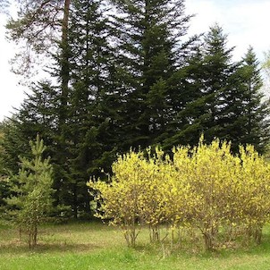 Arboretum - jaro