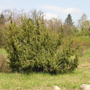 Arboretum - jaro