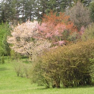 Arboretum - jaro