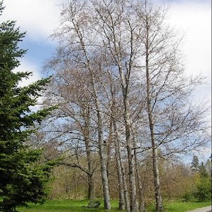 Arboretum - jaro