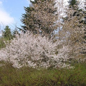 Arboretum - jaro