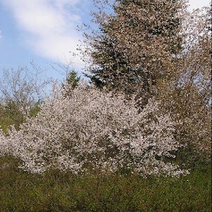 Arboretum - jaro