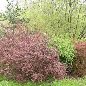 Arboretum - jaro
