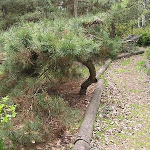 Arboretum - jaro