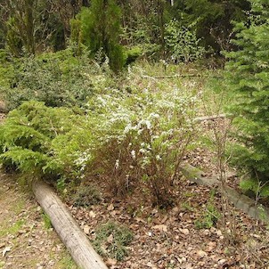 Arboretum - jaro