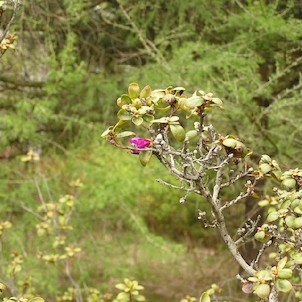 Arboretum - jaro