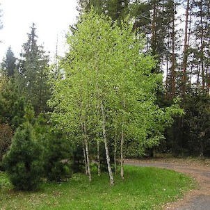 Arboretum - jaro