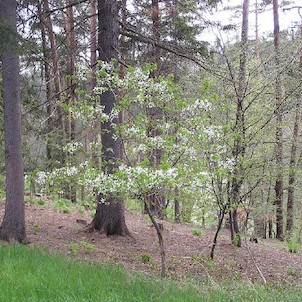 Arboretum - jaro