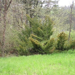 Arboretum - jaro
