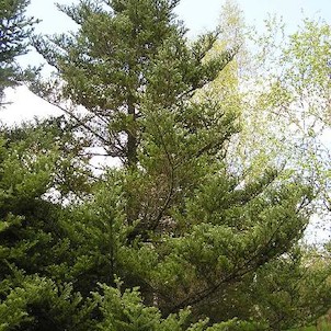 Arboretum - jaro