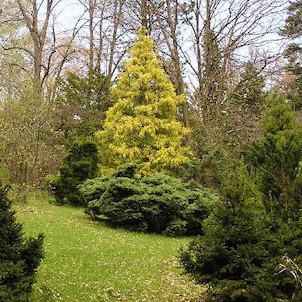 Arboretum - jaro