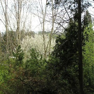 Arboretum - jaro