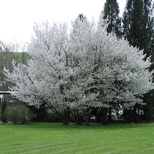 Arboretum - jaro
